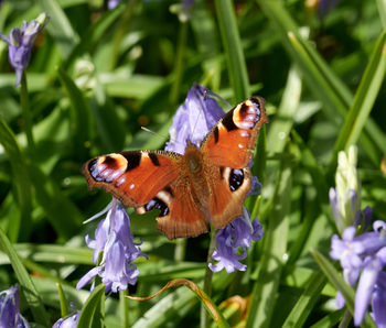 Peacock butterfly feeding This is a nature photograph taken in the afternoon during the spring season, featuring a Peacock butterfly feeding on bluebells. The main subject, the Peacock butterfly, can be seen spreading its wings while perched on a cluster of purple bluebells, surrounded by green foliage. As an animal and an insect, the butterfly interacts with its environment, highlighting the ecological relationship between insects and flowering plants in springtime. The image falls within the category of nature photography, capturing the detailed patterns and colors of the butterfly and the vivid bluebells without any notable landmarks present in the background.